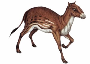 Eohippus